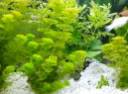 Limnophila sessiliflora 